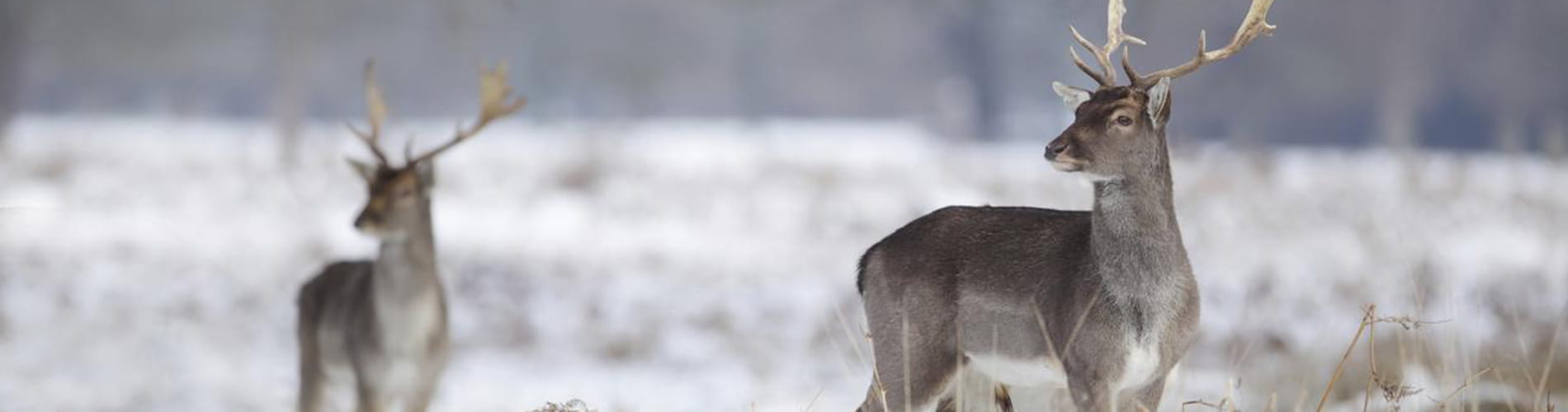 Deer antlers serve as in vitro model for rapid bone regeneration studies